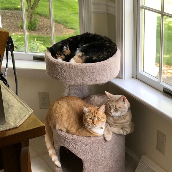 Meet your Posher, Addie - Picture 5 of 8